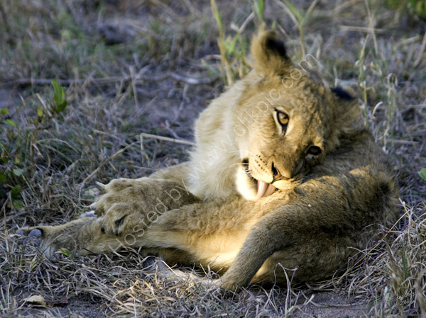 Lion cub Tsalala pride.